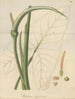 A caladium virgin - William Jackson Hooker — artwork view