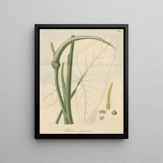 William Jackson Hooker - Caladium virginicum.webp