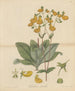 Calceolaria paralia - William Jackson Hooker — vista de la obra