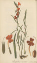 Campuleia coccinea - William Jackson Hooker — artwork view