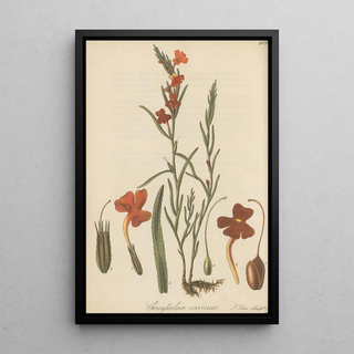 William Jackson Hooker - Campuleia coccinea.webp