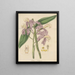 Cattleya loddigesii - William Jackson Hooker — framed artwork on a wall