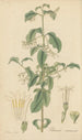 Chiococca racemosa - William Jackson Hooker — vista de la obra