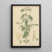 Chiococca racemosa - William Jackson Hooker — cuadro enmarcado en la pared