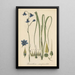 Conanthera campanulata - William Jackson Hooker — framed artwork on a wall
