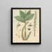 Cymbidium bituberculatum - William Jackson Hooker — framed artwork on a wall