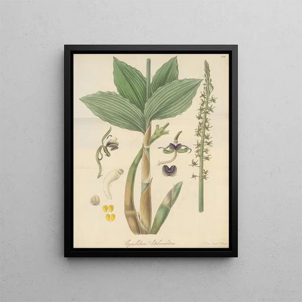 William Jackson Hooker - Cymbidium bituberculatum.webp