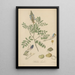Dalea bicolor - William Jackson Hooker — framed artwork on a wall