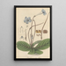 Didymocarpus rexii - William Jackson Hooker — cuadro enmarcado en la pared