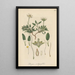 Dryas integrifolia - William Jackson Hooker — framed artwork on a wall