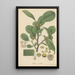 Ficus nitida - William Jackson Hooker — cuadro enmarcado en la pared