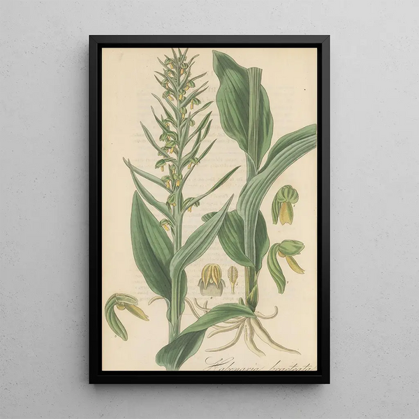 William Jackson Hooker - Habenaria bracteata.webp
