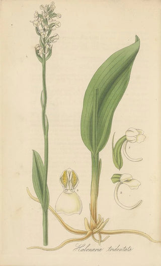 William Jackson Hooker - Habenaria tridentata.webp