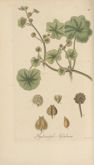 William Jackson Hooker - Hydrocotyle nepalensis.webp
