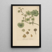 Hydrocotyle nepalensis - William Jackson Hooker — cuadro enmarcado en la pared