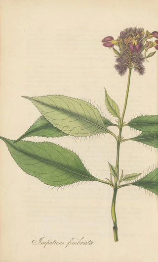 William Jackson Hooker - Impatiens Fimbriata.webp