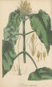 Justicia calytricha - William Jackson Hooker — vista de la obra
