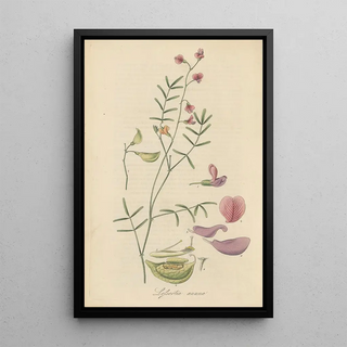 William Jackson Hooker - Lessertia annua.webp
