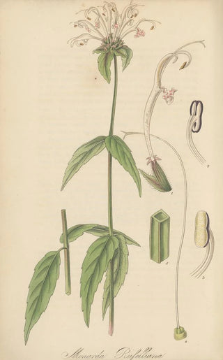 William Jackson Hooker - Monarda Russelliana.webp