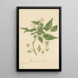 William Jackson Hooker - Murraya paniculata.webp