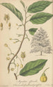 Myristica officinalis - William Jackson Hooker — vista de la obra