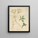 Oenothera speciosa - William Jackson Hooker — cuadro enmarcado en la pared