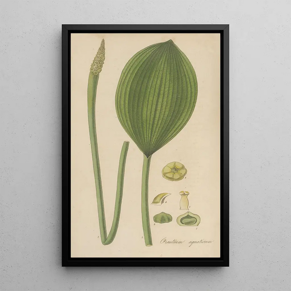 William Jackson Hooker - Orontium aquaticum.webp