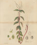 Peperomia blanda - William Jackson Hooker — vista de la obra