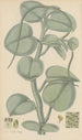 Peperomia incana - William Jackson Hooker — vista de la obra