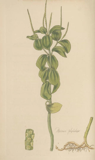 William Jackson Hooker - Peperomia polystachia.webp