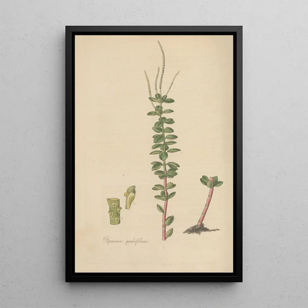 William Jackson Hooker - Peperomia quadrifolium.webp