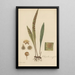 Pleopeltis ensifolia - William Jackson Hooker — cuadro enmarcado en la pared