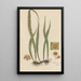 Pleopeltis nuda - William Jackson Hooker | Cuadro — cuadro enmarcado en la pared