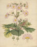 Primula sinensis - William Jackson Hooker — vista de la obra