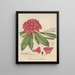 Rhododendron arboreum - William Jackson Hooker — cuadro enmarcado en la pared