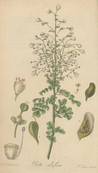 William Jackson Hooker - Ruta albiflora.webp