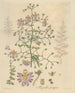 Schizanthus extendido - William Jackson Hooker — vista de la obra