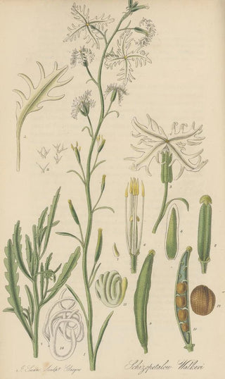 William Jackson Hooker - Schizopetalon Walkeri.webp