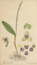 Stetis Micrantha - William Jackson Hooker — vista de la obra