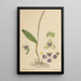 Stetis Micrantha - William Jackson Hooker — cuadro enmarcado en la pared