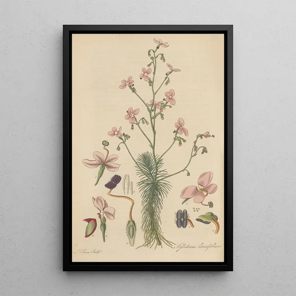 William Jackson Hooker - Stylidium laricifolium.webp