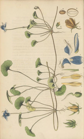 William Jackson Hooker - Viola hederacea.webp