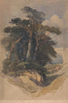 Pins sur Hampstead Heath - William James Müller — vista de la obra