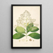 Plantas de la costa de Coromandel Pl006 - William Roxburgh — cuadro enmarcado en la pared