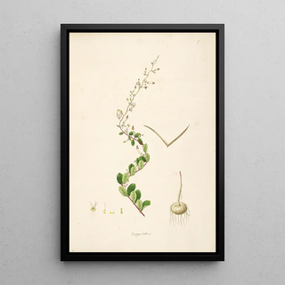 William Roxburgh - Plants of the coast of Coromandel Pl007.webp