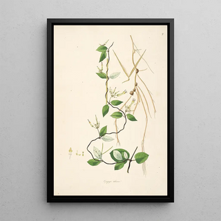 William Roxburgh - Plants of the coast of Coromandel Pl009.webp