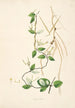Plants of the Coromandel Coast Pl009 - William Roxburgh — artwork view