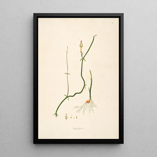 William Roxburgh - Plants of the coast of Coromandel Pl010.webp