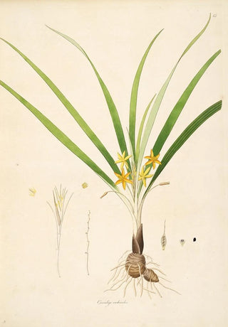 William Roxburgh - Plants of the coast of Coromandel Pl013.webp