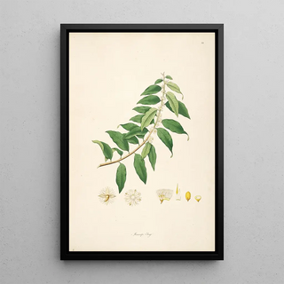 William Roxburgh - Plants of the coast of Coromandel Pl014.webp